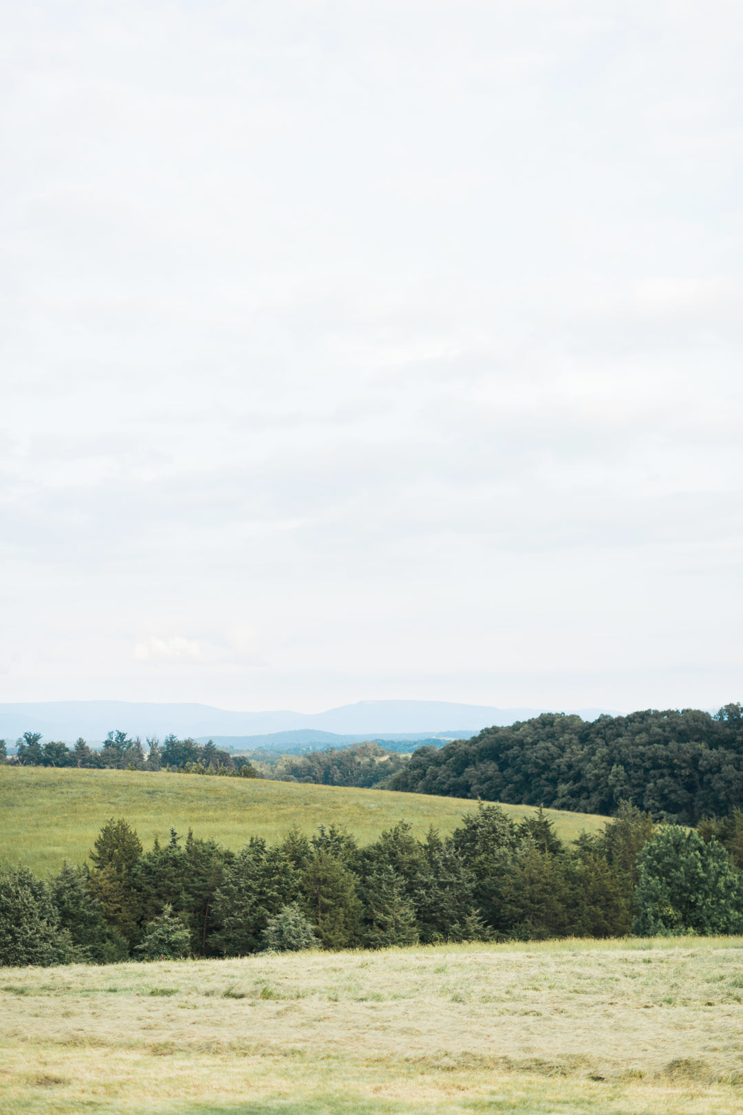 a landscape of rolling hills with fields separated by lines of trees under an overcast sky